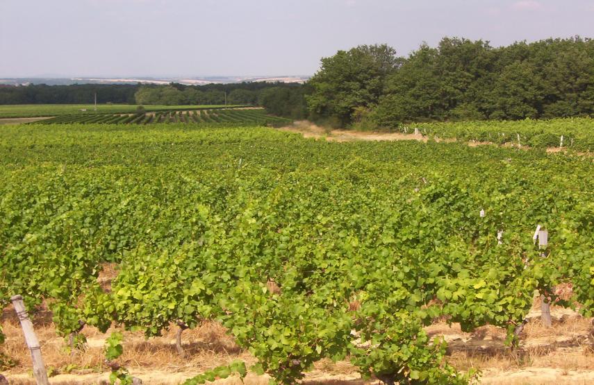 De quels cépages est composé le vin de Fronton ?  
